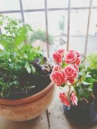 Close-up of potted plant on table