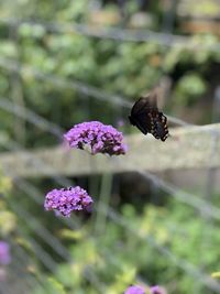 Close-up of butterfly pollinating on purple flower