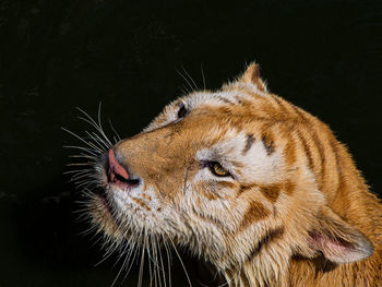 Close-up of a cat looking away