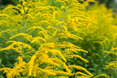 Full frame shot of yellow flowering plants