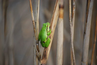 Close-up of caterpillar on leaf