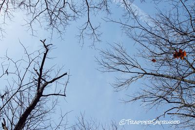 Low angle view of bare trees against sky