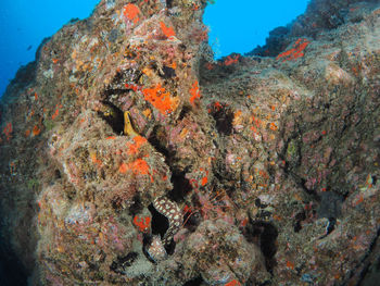 Close-up of dead fish in sea