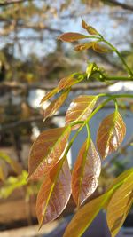 Close-up of fresh plant with water drops