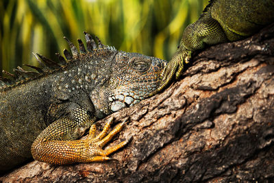 Close-up of lizard on tree trunk