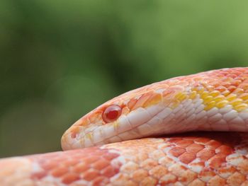 Close-up of a lizard