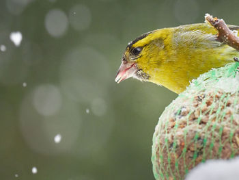 Close-up of bird in water