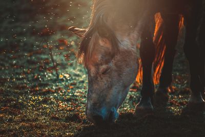 Horse standing on field