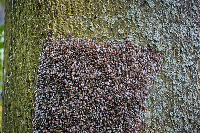 Close-up of insect on wall