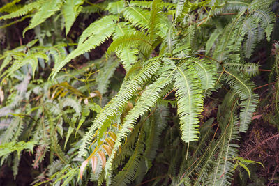 Close-up of fern leaves