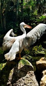 Close-up of swan perching on lake