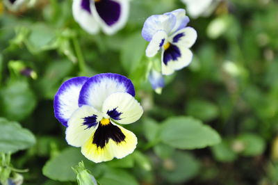 Close-up of purple flowering plant