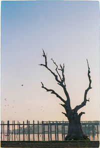 Bare tree by sea against clear sky