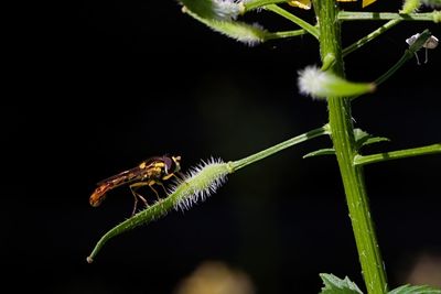 Close-up of insect on plant