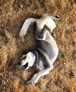 High angle view of siberian husky relaxing on field