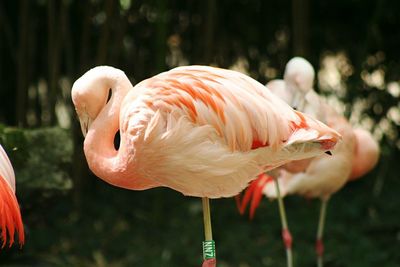 Flamingos relaxing at zoo