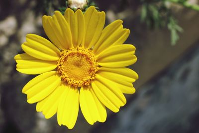 Close-up of yellow flower blooming outdoors