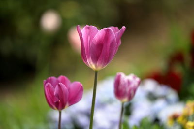 Close-up of pink tulips