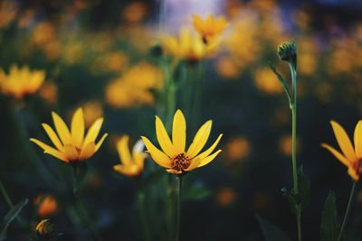 Close-up of yellow flowering plants on field