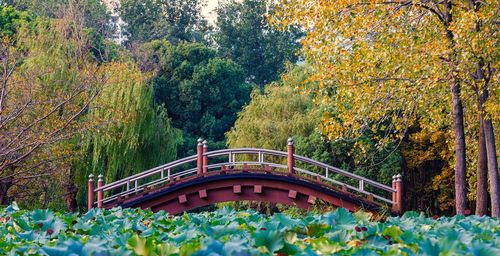 View of bridge in park during autumn