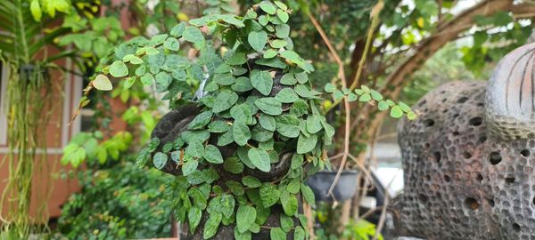 Close-up of fresh green plant