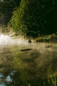 View of a lake in forest