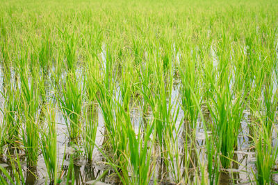 Full frame shot of rice field