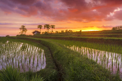 Views of newly planted rice fields with green rice in a fiery red sunset in indonesia