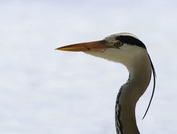 Head of heron view from the side