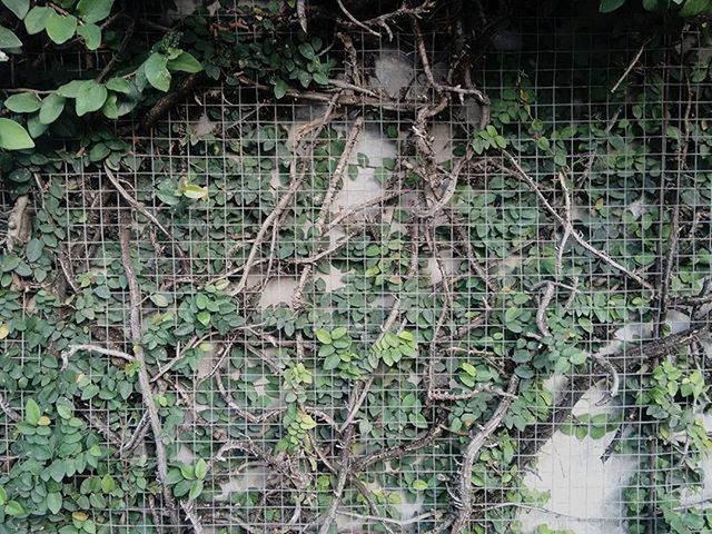 plant, leaf, growth, green color, nature, pattern, close-up, fence, outdoors, ivy, full frame, day, backgrounds, metal, high angle view, tree, wall - building feature, no people, branch, chainlink fence