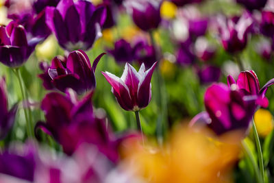 Close-up of pink tulips