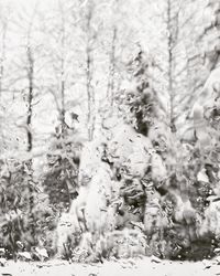 Full frame shot of tree trunk