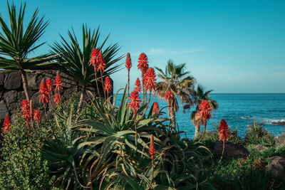 Flowering plants by sea against sky