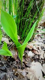 Close-up of plant