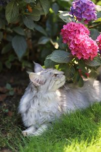 Cat and flower 