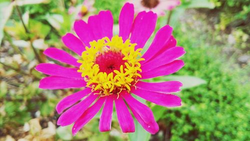 Close-up of pink flower on field