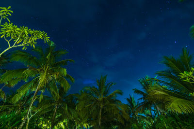 Palm trees in the night with stars in dark blue sky