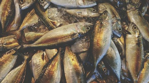 High angle view of fish for sale