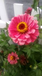 Close-up of pink flower blooming outdoors