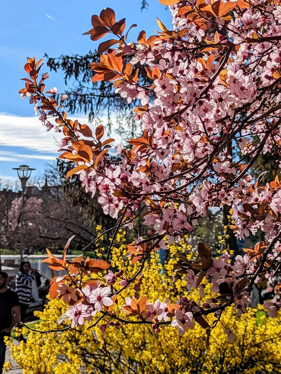 plant, tree, flower, nature, beauty in nature, sky, flowering plant, blossom, growth, springtime, freshness, autumn, fragility, day, leaf, branch, no people, outdoors, spring, cherry blossom, low angle view, cloud, scenics - nature, sunlight, tranquility