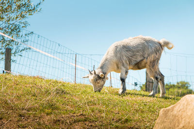 Sheep standing in a field