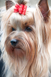 Close-up portrait of a dog