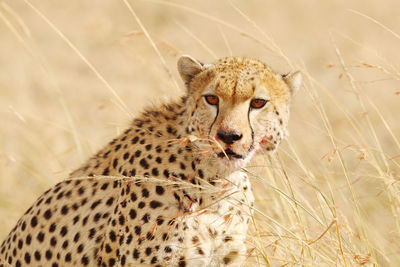 Portrait of cat in field