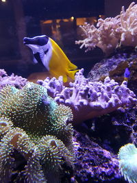 Close-up of fish in aquarium