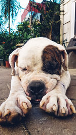 Close-up of a dog sleeping