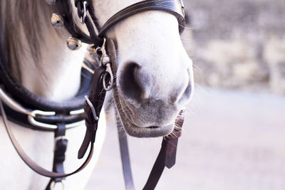 White horse used to pull a tourist cart. no people