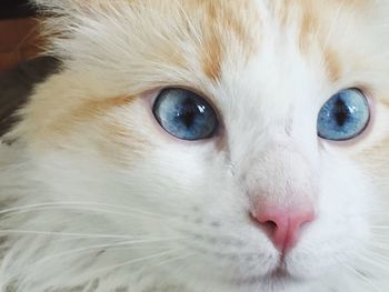 Close-up portrait of a cat