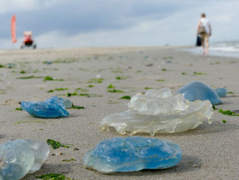 Close-up of shells on beach against sky