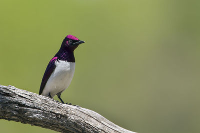 Close-up of bird perching on a tree