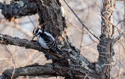 Close-up of bird perching on tree